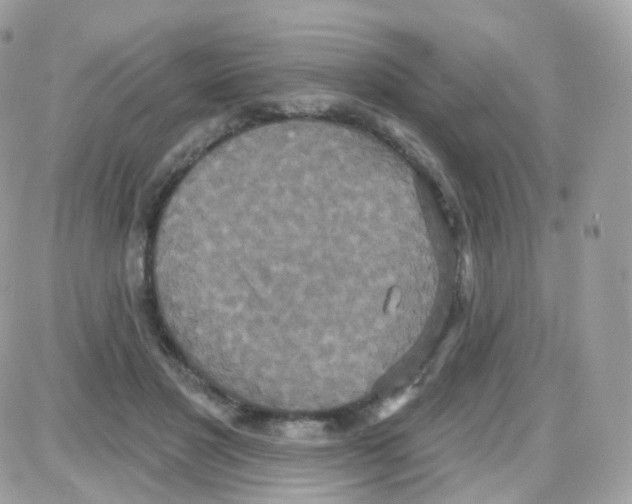 X0000087700501200706011748