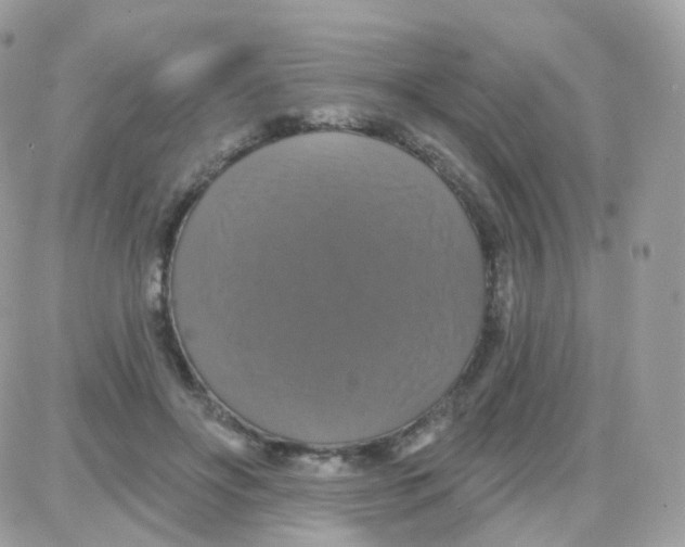 X0000087700502200706011748