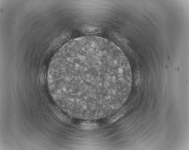 X0000087700515200706011748