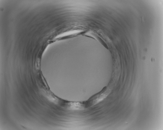 X0000087700528200706011748