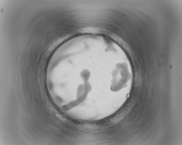 X0000087700529200706011747