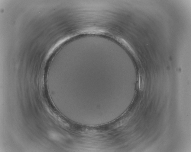 X0000087700531200706011747