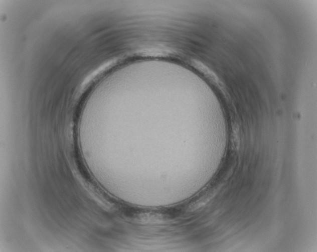 X0000087700535200706011747