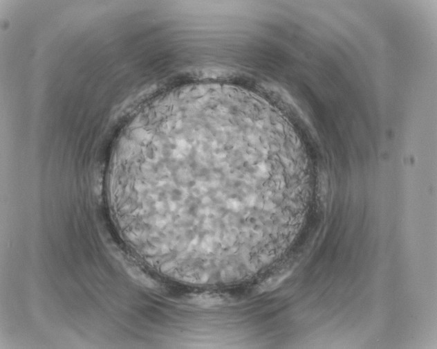 X0000087700545200706011747