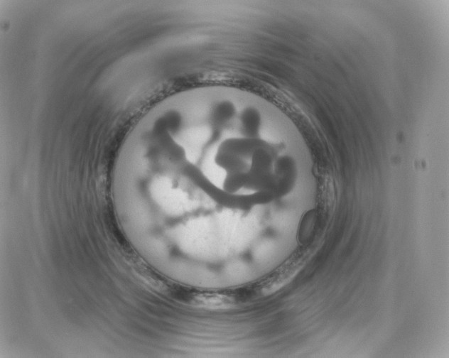 X0000087700557200706011747