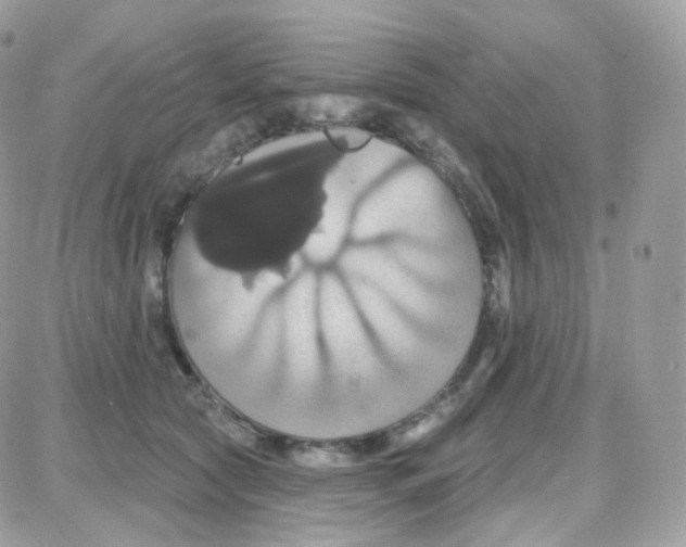 X0000087700561200706011747