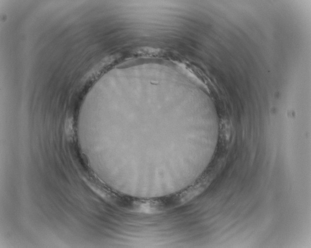 X0000087700564200706011747