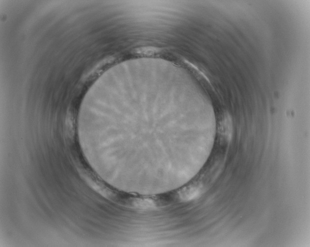 X0000087700572200706011748