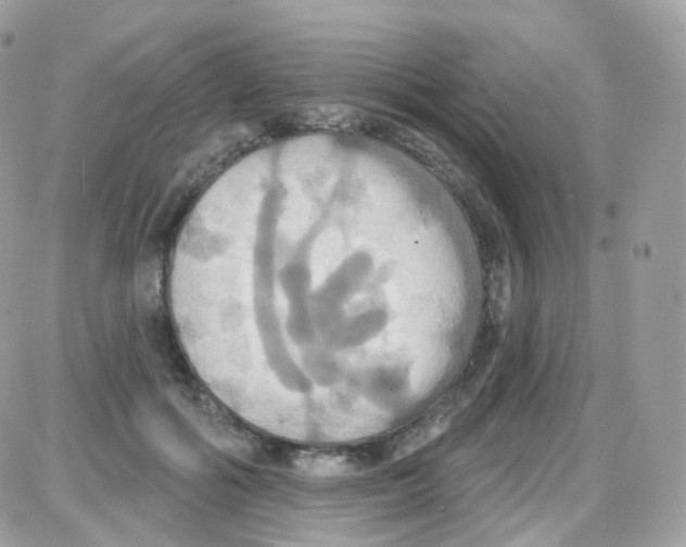 X0000087700602200706011746