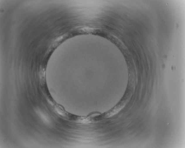 X0000087700624200706011746