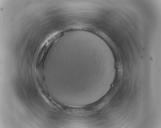 X0000087700626200706011745