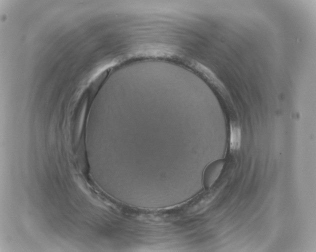 X0000087700627200706011745