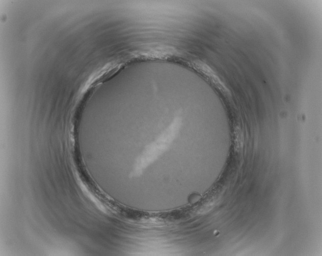 X0000087700634200706011745