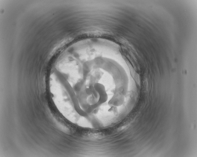 X0000087700638200706011746