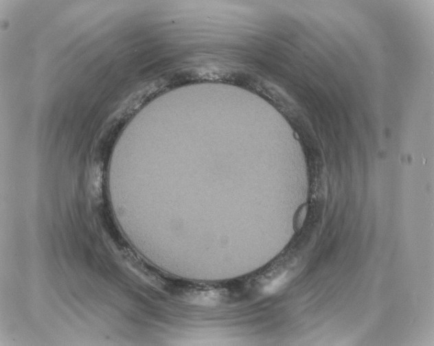 X0000087700646200706011746