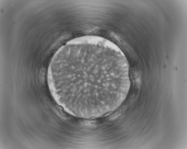 X0000087700664200706011746