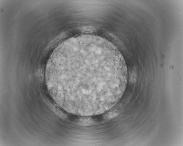 X0000087700666200706011746