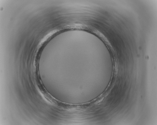 X0000087700674200706011745