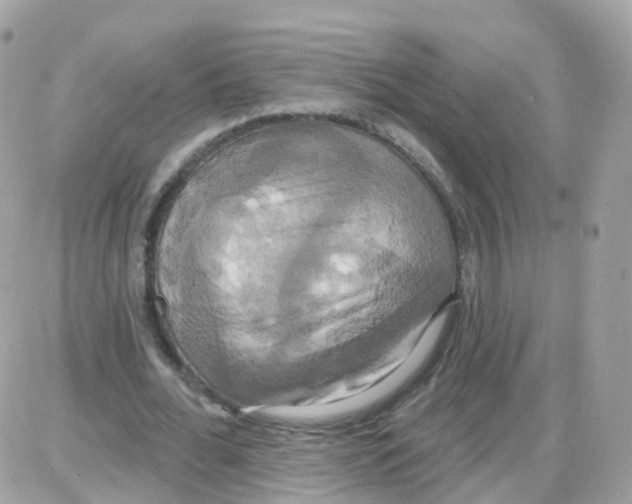 X0000087700676200706011745