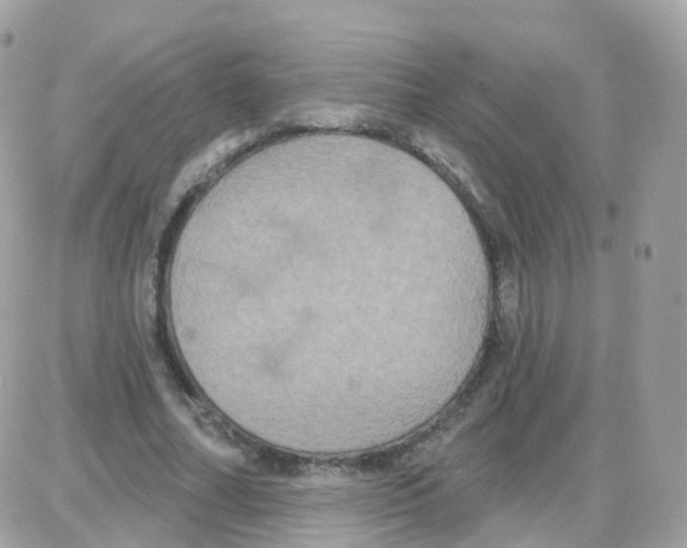 X0000087700682200706011745