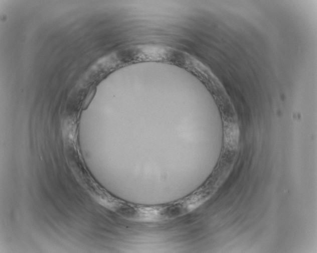 X0000087700701200706011745