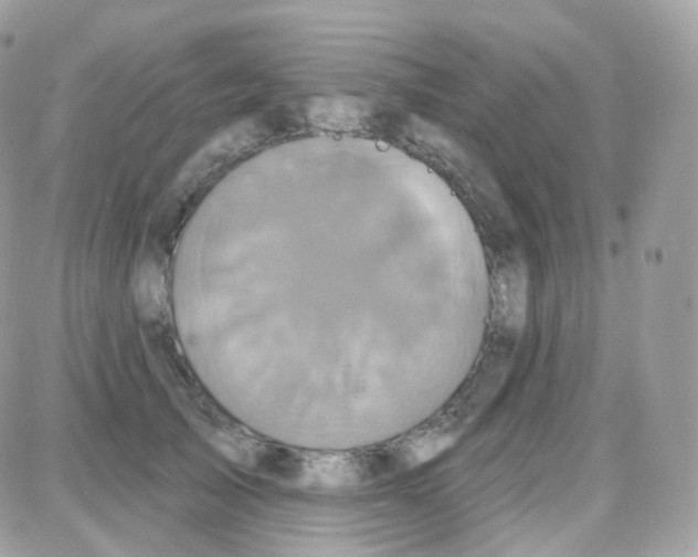 X0000087700705200706011745