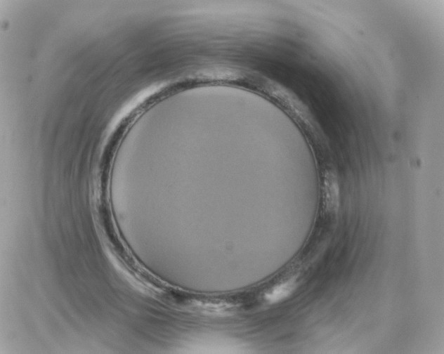 X0000087700726200706011744