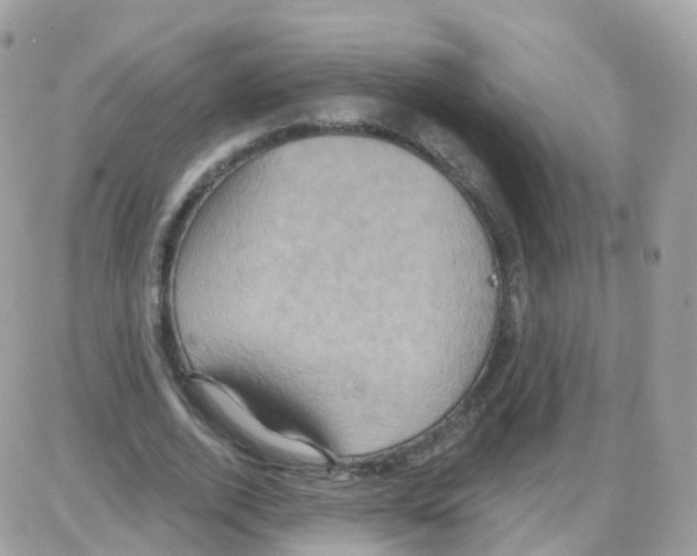 X0000087700728200706011744