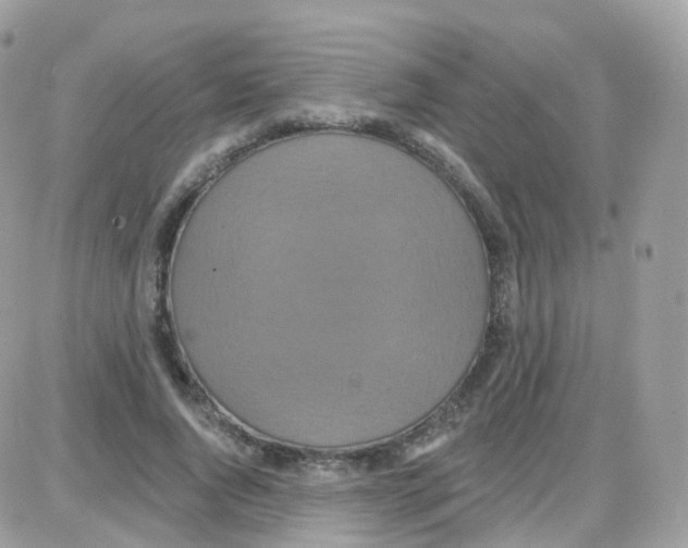 X0000087700736200706011744