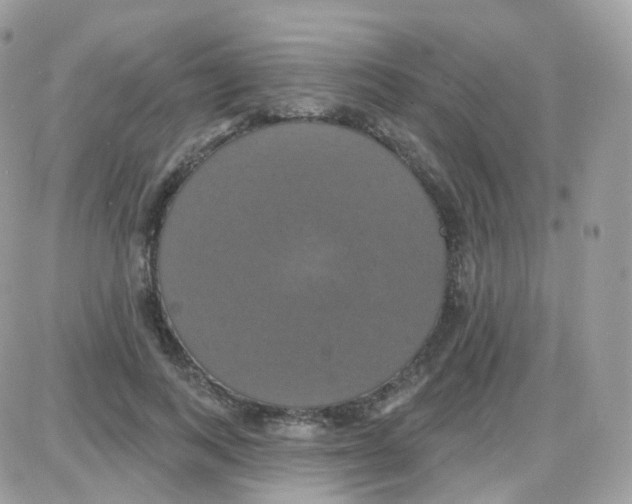 X0000087700743200706011744