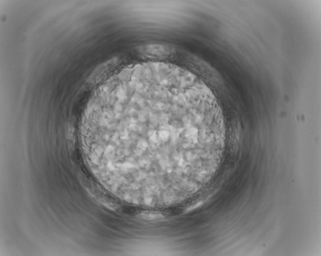 X0000087700749200706011744