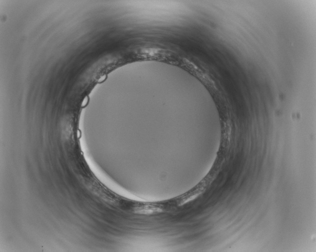 X0000087700754200706011744