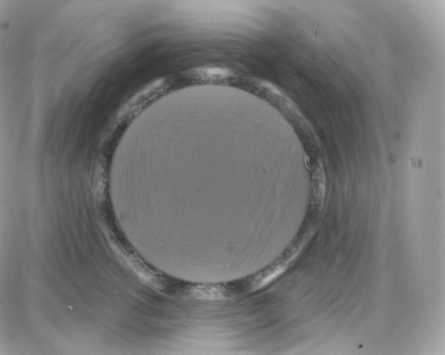 X0000087700762200706011744