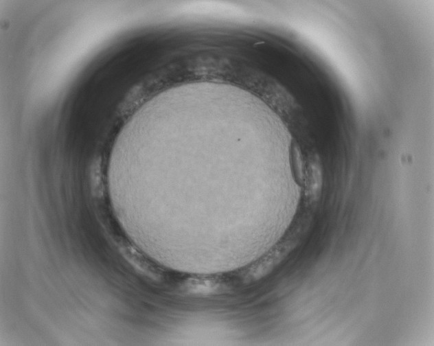 X0000087700764200706011744