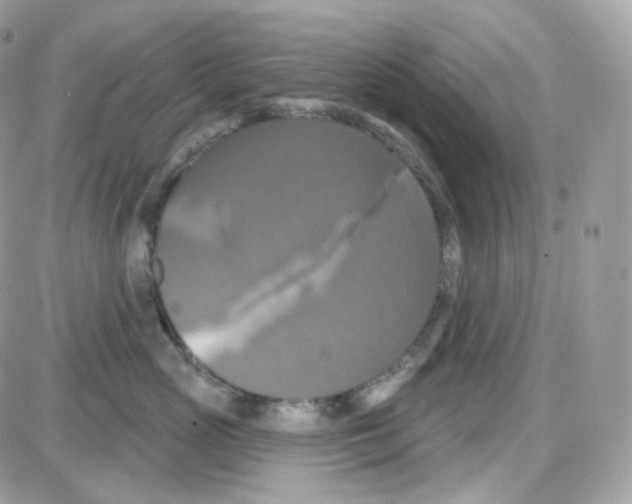 X0000087700765200706011744