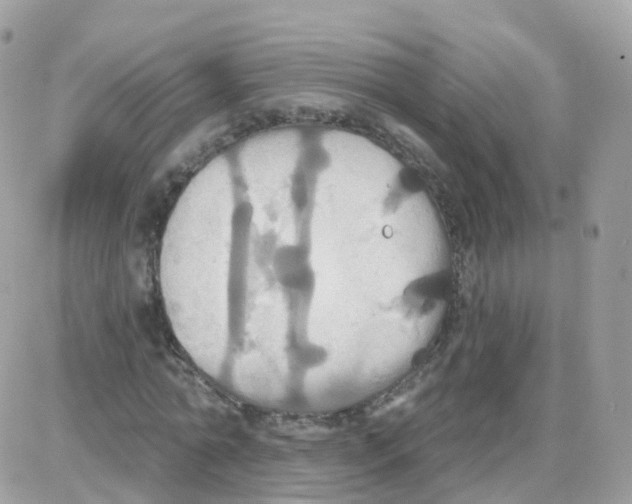 X0000087700774200706011744