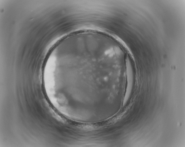 X0000087700791200706011743