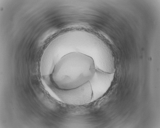 X0000087700824200706011742