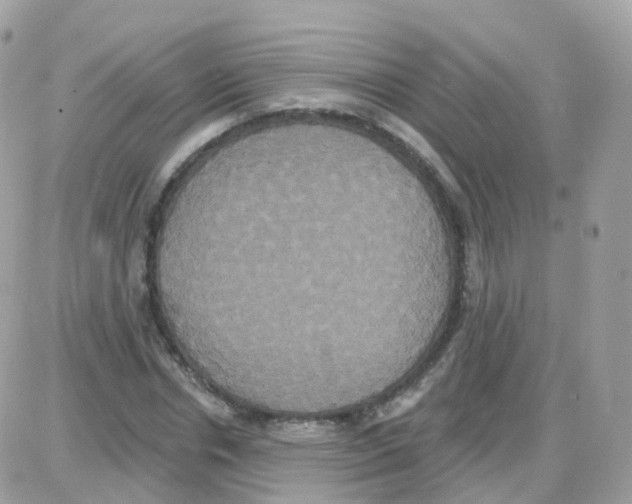 X0000087700826200706011742