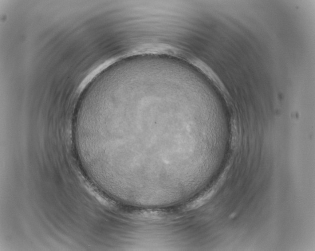 X0000087700834200706011742