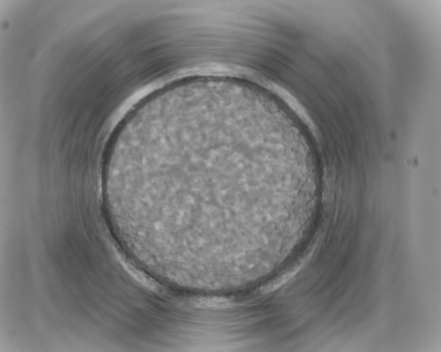 X0000087700837200706011743