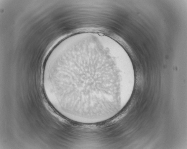 X0000087700844200706011743