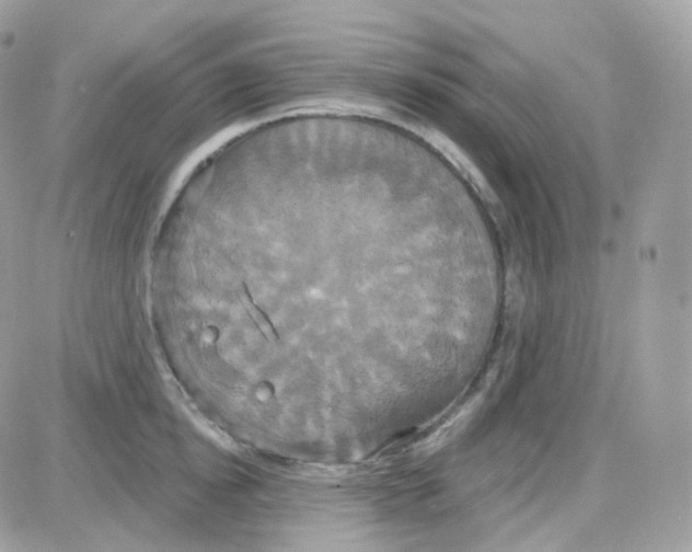 X0000087700854200706011743