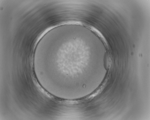 X0000087700860200706011743