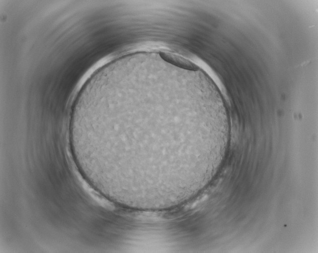 X0000087700861200706011743