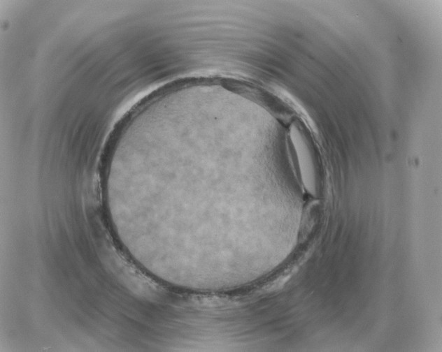 X0000087700876200706011742