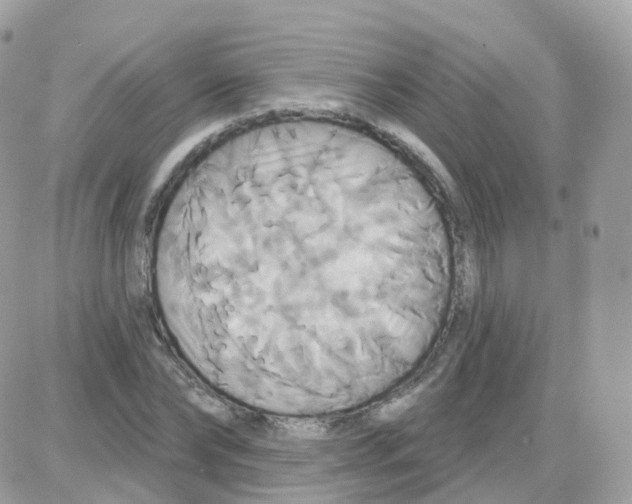 X0000087700878200706011742