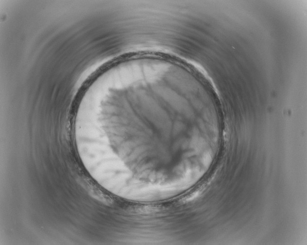 X0000087700879200706011742