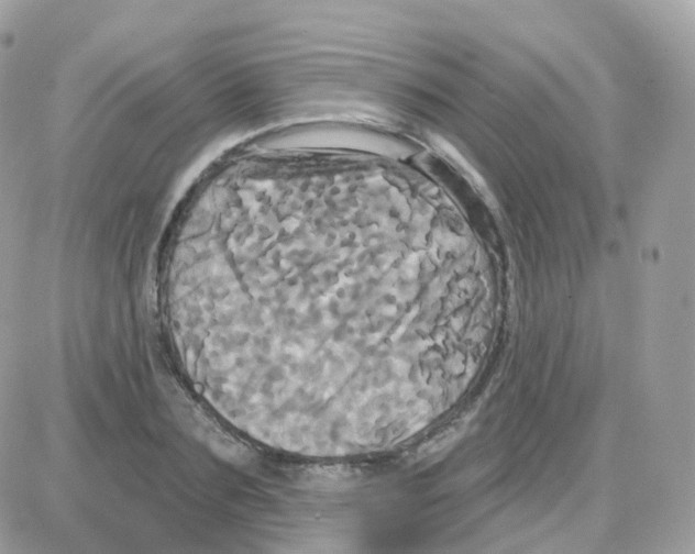 X0000087700883200706011742