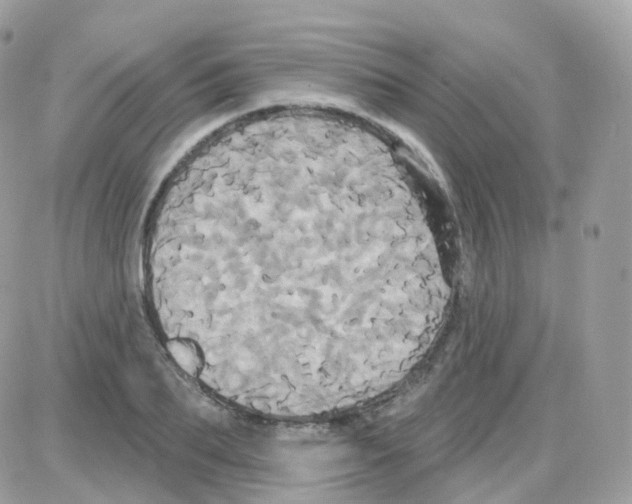 X0000087700887200706011742